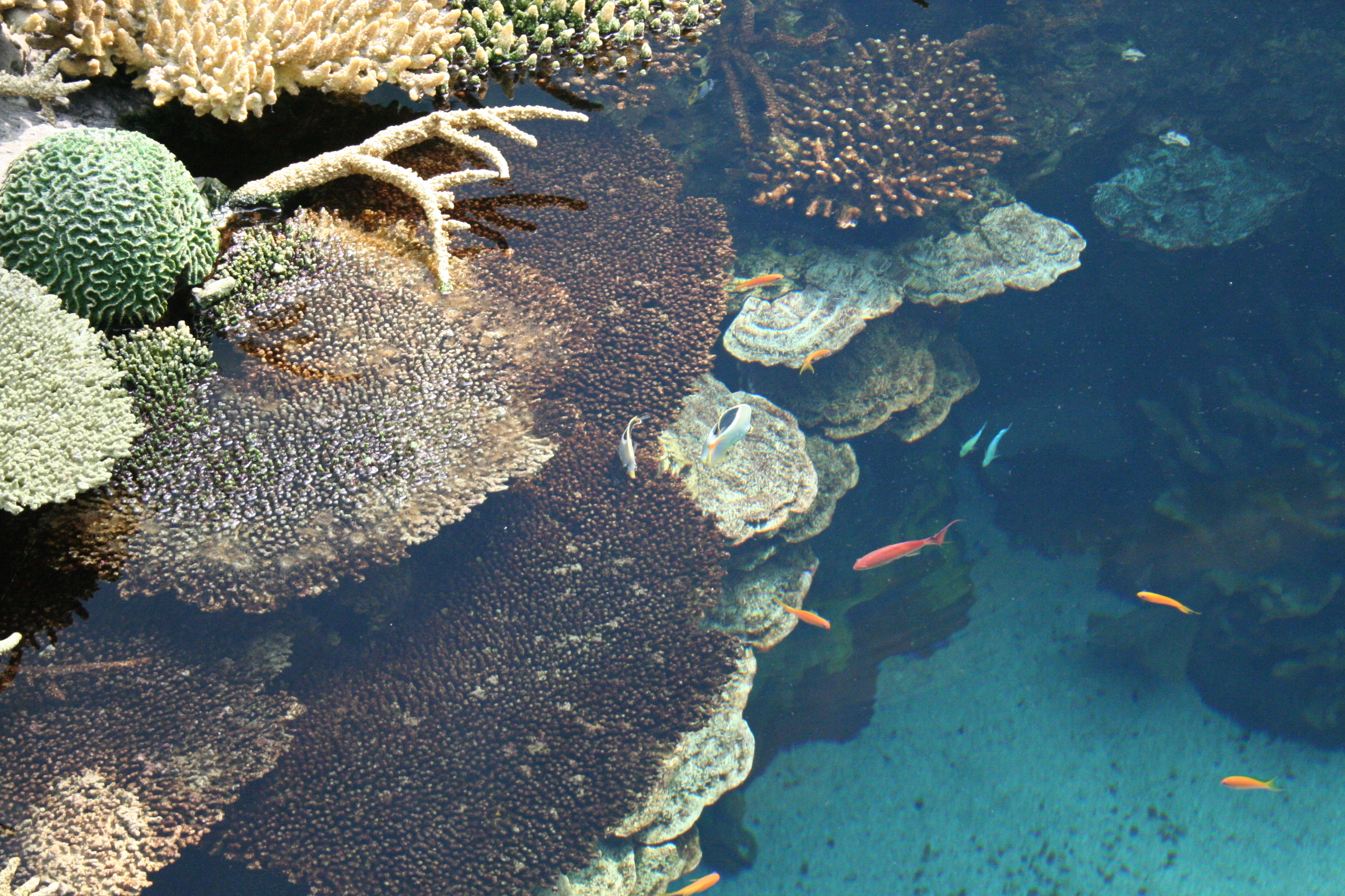 Ecología de arrecifes coralinos