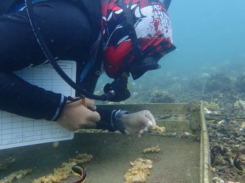 Restauración coralina en el Pacífico colombiano un esfuerzo conjunto de la Javeriana Cali y Univalle Restauración coralina en el Pacífico colombiano un esfuerzo conjunto de la Javeriana Cali y Univalle